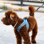 A dog wearing a strong lead during a walk in the park, showcasing safety and comfort.