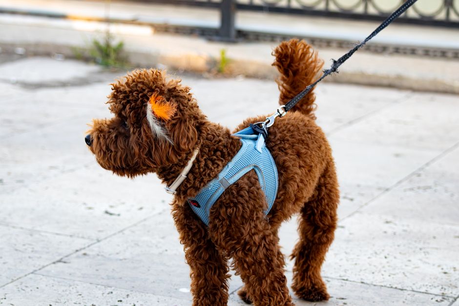A dog wearing a strong lead during a walk in the park, showcasing safety and comfort.